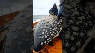 What are barnacles?🐋 #barnacles #explained #whale #animalrescue #ocean