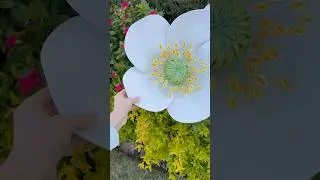 Giant White Anemones season at my garden!