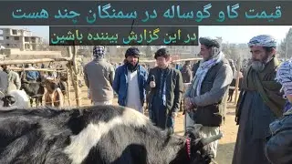 قیمت گاو گوساله در سمنگان چند هست | مالبازار سمنگان 