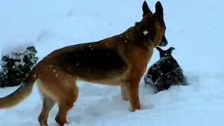 Dogs playing in heavy snow February 4, 2014 Missouri Winter Storm Nika