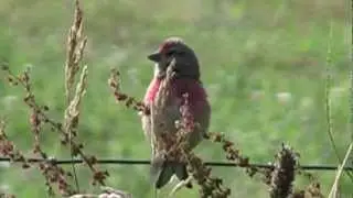 LINOTTE M&eacute;lodieuse/M&acirc;le/Carduelis cannabina ! BRUITX