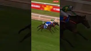 The Ollie Roar #racing #horse #horseracing #damienoliver