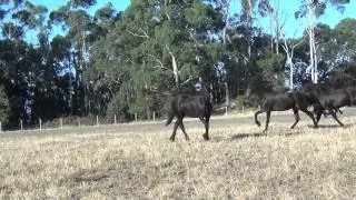 Purebred Friesian Filly Gramayre Mia - Friesian horses for sale