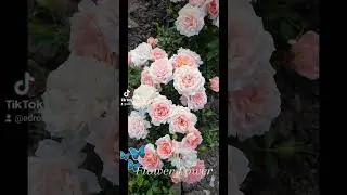 EDROSES/Троянда  🌹 Флауер Павер (Flower Power), Gareth Fryer США, 1998.Патіо (Patio)