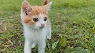 🔥wow, the kitten is so cute playing on the green grass ‼️bang fu animals