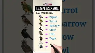 In this video, we'll explore the fascinating world of bird names in English! 🇺🇸📖