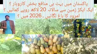 1 Acre Se 20 Lakh Salana! 🌳 Amrood ki Kheti ka Mukammal Plan (2026 Edition)