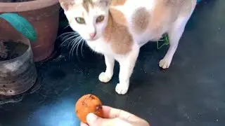 Cute Cat Mom Wants Food | Rescue Cat Feeding Time | Cat Food Recipes | Story Of Mama Cat
