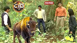 सीआईडी को मिला जंगली सांड जिसने खून करने वाले कातिल को ढूंढने में मदद की | Best Of CID | New Full EP