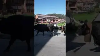 La pas&aacute; de las tudancas, Cabezon de la sal 2017