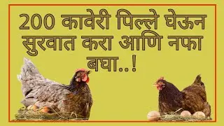 200 कावेरी पिल्ले घेऊन सुरवात कशी करावी || 200 Kaveri Chicks farm || कावेरी जात खुप छान .