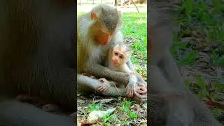Cute monkey Mollie as ks for milk much time, Lovely Mollie action cleverly. #babymonkey #MonkeyLife