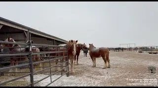 Winter Storm Update: Extra hay, freezing temperatures & a look at how all the horses made it through
