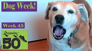 Dog Week! - Running 50, Week 45