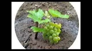 Growing Grape from Seeds \ AgriKH