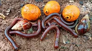 Hunting Big Millipede, Cute Snail - Menemukan banyak Luwing Kaki Seribu besar dan Bekicot Lucu