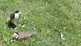PLOVER BABIES and WILD DUCK BABIES , TWEED VALLEY AUSTRALIA .