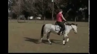 Kahlooa N Kreme  3 yr old welsh pony's first attempt bridleless