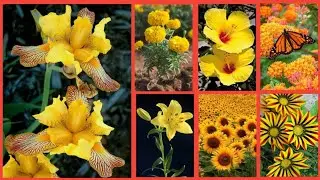 Yellow Flowers dpz | Yellow Flowers Wallpaper photos | flowers dp for WhatsApp | Dpz collection