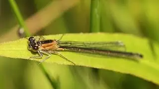 Blue-tailed Damselfly (Ischnura elegans)