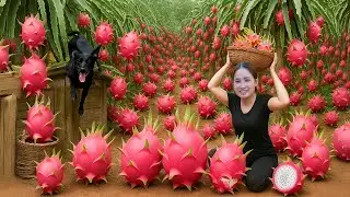 Harvesting MONSTER-SIZED Dragon Fruits With My Dog | Dragon Fruit Jelly Recipe On Wood Stove To Sell