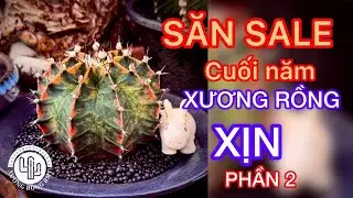 Săn xương rồng đẹp cuối năm phần 2| 04.01.2026 #cayxuongrong #xuongrongbmt