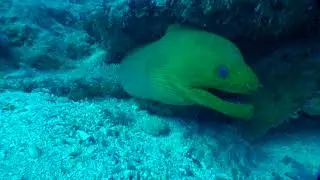 Green Eel with Sharks and Goliath Grouper the undersea predators coexisting