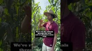 Bloody Butcher Corn and the drought w/ @SequatchieCoveFarm