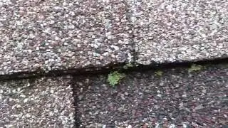 Lichen on your roof?