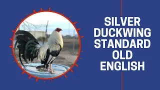Silver Duckwing Standard Old English Game Chickens | Cackle Hatchery