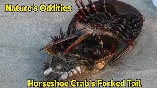 Unusual Encounters: The Fascinating Forked-Tail Horseshoe Crab
