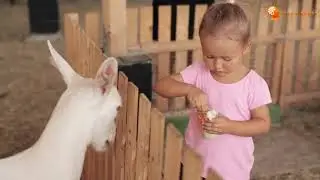 10 unusual pets in the world