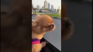 JACK TRAVEL LIKE BOSS🤣