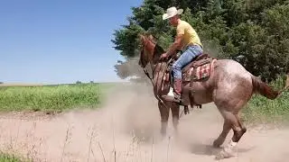 Goertzen Quarter Horses