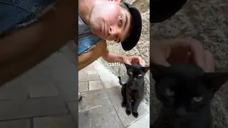 Ho visitato la “città dei gattini”