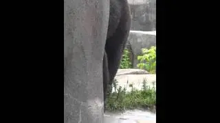 Bear Gone Wild at Granby Zoo