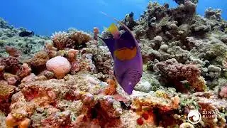 Sharm El Sheikh - Red Sea Marine Life - Scuba Diving 🤿 Egypt
