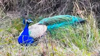 4k Amazon wild animals | jungle adventure safari | beautiful nature relaxing sounds