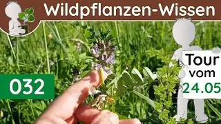 032  - Polizistenfutter (Nektarien der Wicken), Glockiges & Milchiges (Botanik-Doku - Mai)