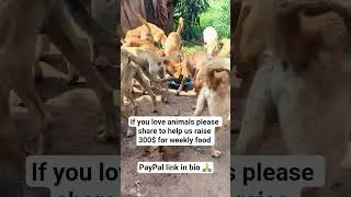 Donation link in bio to help our shelter with dogs food.