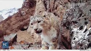 For the first time! Mating moment of snow leopards recorded in NW China