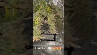 Chocolate Mint OG Auto HarvestEd