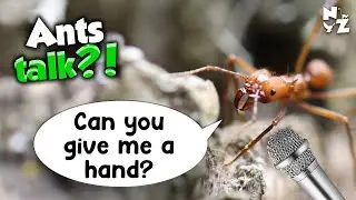 Leafcutter ants talk! Recorded with a tiny MIC!