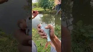 Casting lampam sungai #fishing #handmadelure #fishingequipment #fishinglife #fishinggear #fish