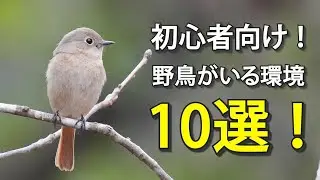 【解説】野鳥観察入門！野鳥の生息環境10選＆見られる鳥！