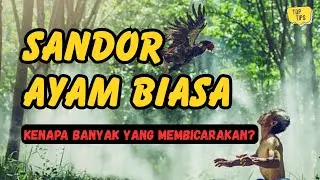 Ayam Biasa ? Ini Alasan Sandor Menarik Perhatian Banyak Orang I Eps.1