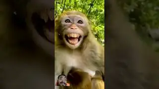 Laughing monkey 🐵 #monkey #animalbeauty #funny #monkeysmile #naturalworld007 #comedy #funymonkey