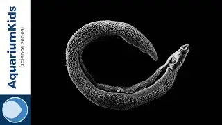 Schistosomiasis: A deadly infection carried by freshwater snails