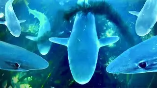 SWARMED By CRITICALLY ENDANGERED SHARKS - RARE Shark Dive!
