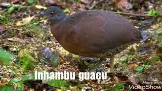 Som para atrair Inhambu gua&ccedil;u